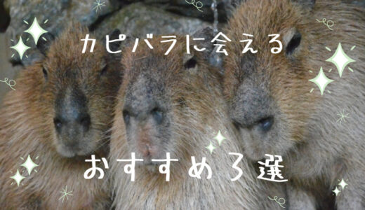 カピバラのいる動物園