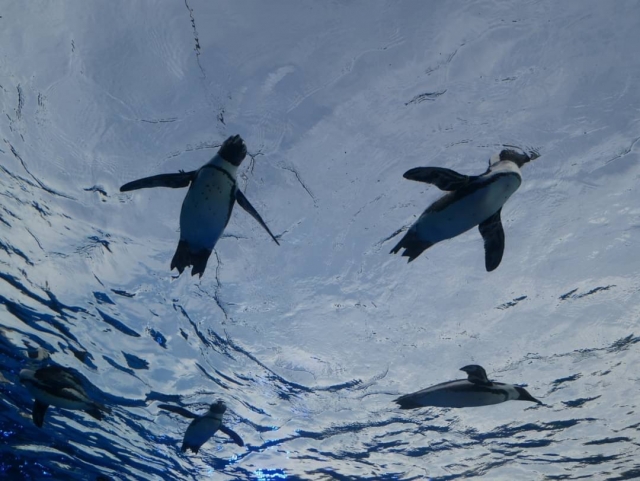 泳ぐペンギンの写真