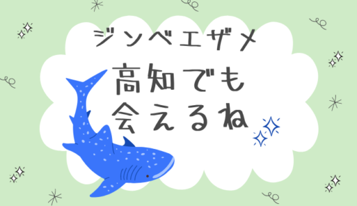 【高知】四国にもジンベエザメを見学できるスポットがあった！！