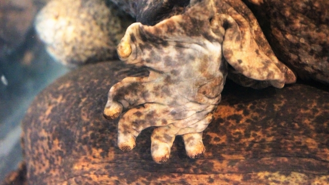 オオサンショウウオの足の写真
