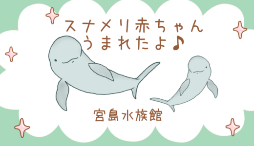 【広島】宮島水族館でスナメリの赤ちゃん誕生！１９頭目
