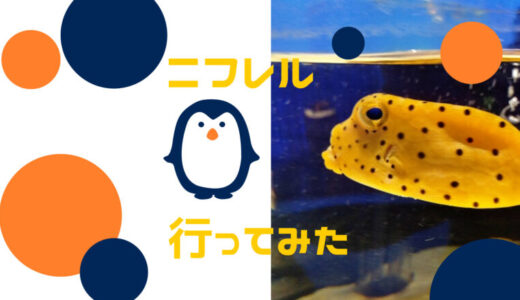 【大阪】ニフレルに行ったら絶対見ておきたい動物３選！