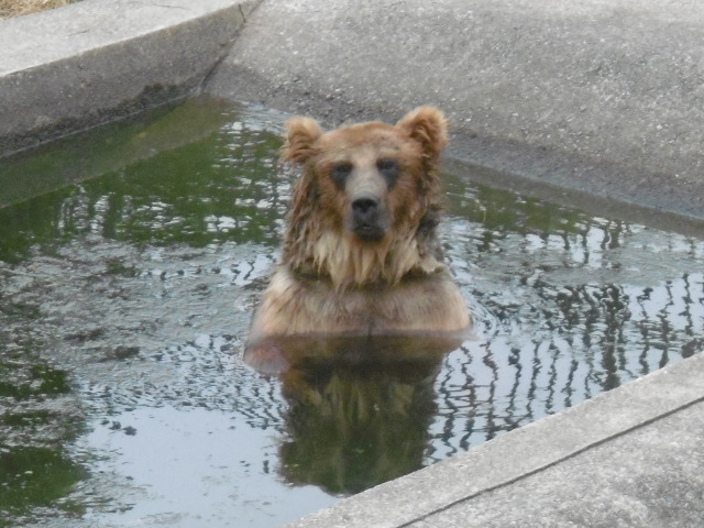 入浴中のクマ