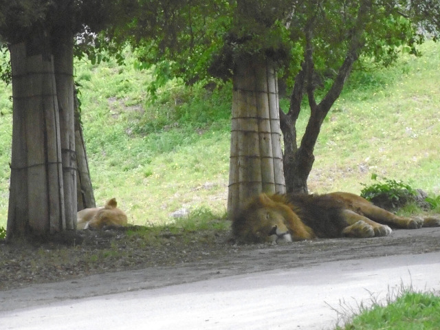 木陰で眠るライオン