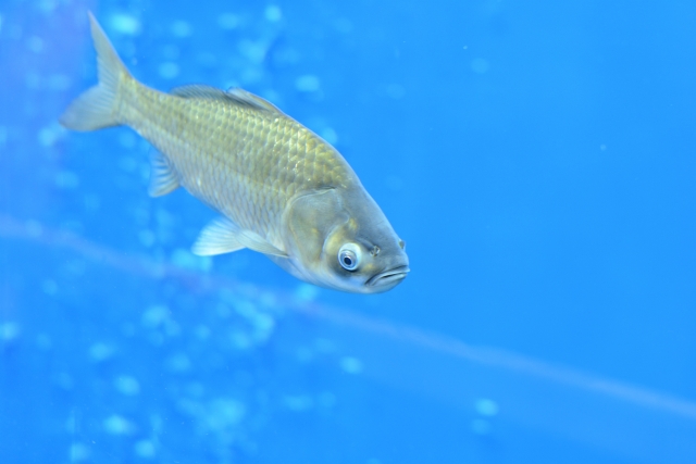 琵琶湖博物館の魚