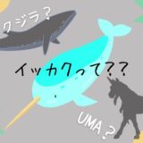 イッカクはクジラ？UMA？