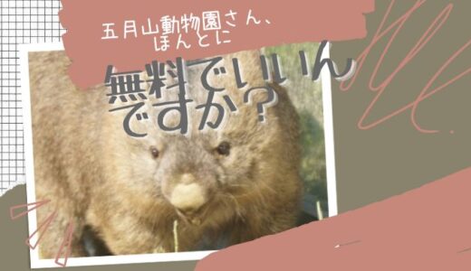 【五月山動物園】ギネスに載った世界最高齢ウォンバットが無料で見れちゃう？