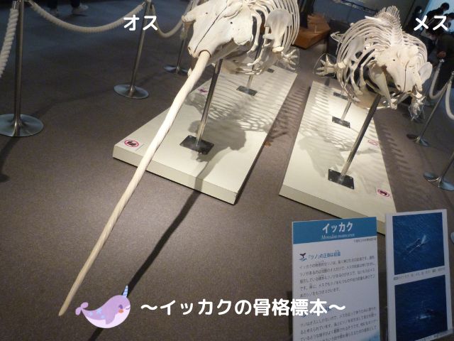 イッカクの骨格標本