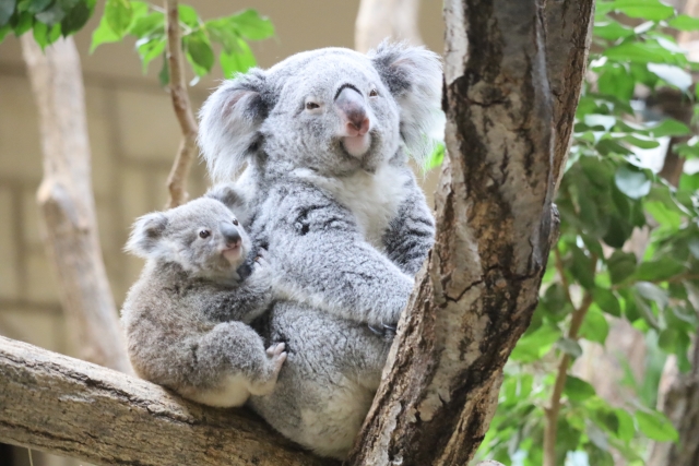 東山動植物園のコアラの親子
