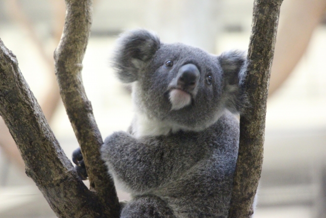 動物園のコアラ