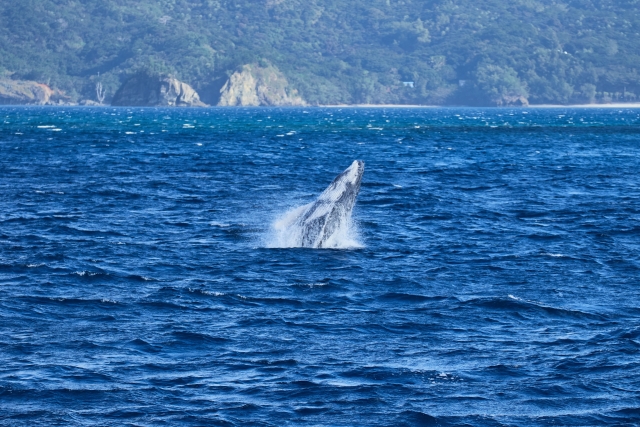 小笠原のザトウクジラ