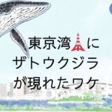 東京湾にザトウクジラ