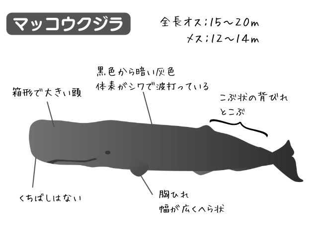 マッコウクジラの特徴