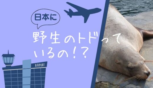 東京湾にやって来た！野生のトドって日本にいるの？