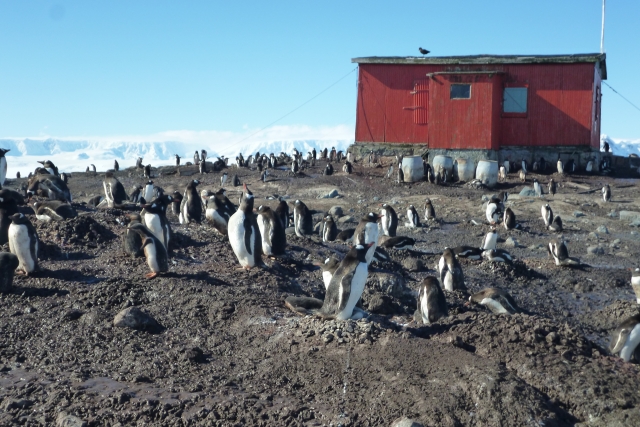 南極のペンギン