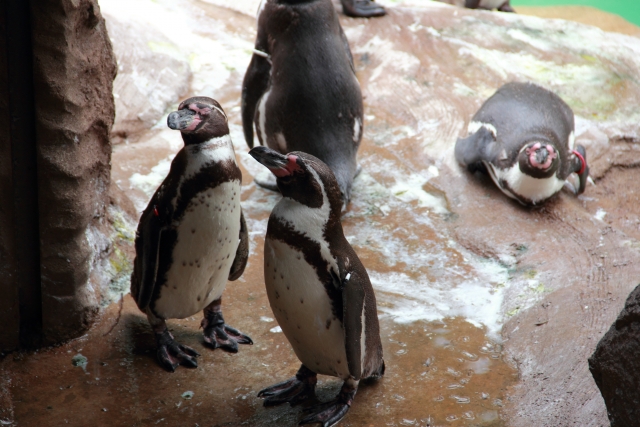 水族館のフンボルトペンギン