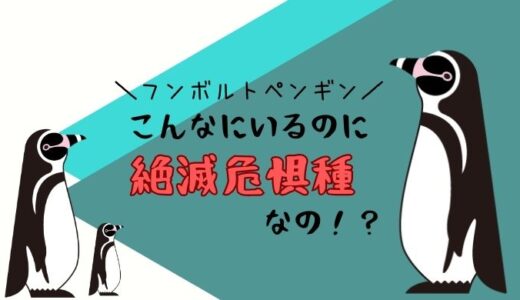 フンボルトペンギンは絶滅危惧種なのに日本にめちゃくちゃいるのはなぜ？