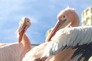 モモイロペリカン界の有名人?印旛沼のカンタ君と懐かしのカッタ君 親子で楽しむ水族館ブログ