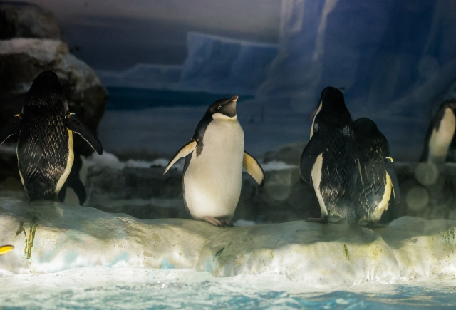 水族館のアデリーペンギン