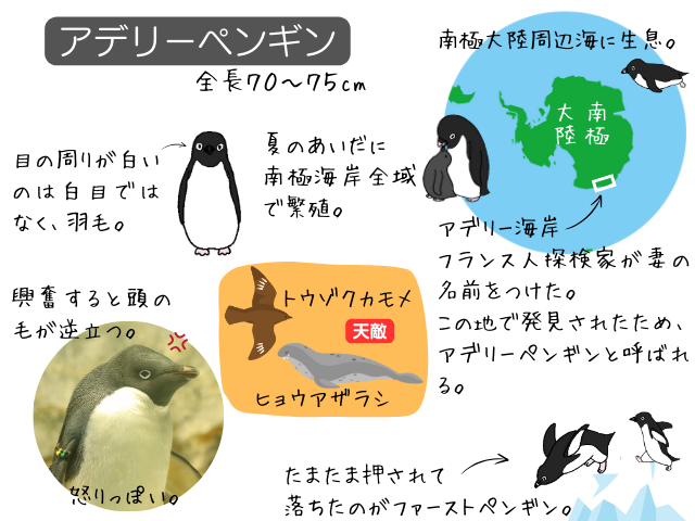 アデリーペンギンとは