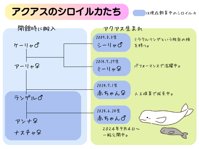 アクアスのシロイルカ歴代