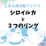バブルリングはなぜできる？アクアスシロイルカ３つのリングの違い