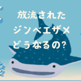 【海遊館】太平洋に放流されたジンベエザメはどうなる？