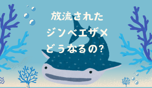 【海遊館】太平洋に放流されたジンベエザメはどうなる？